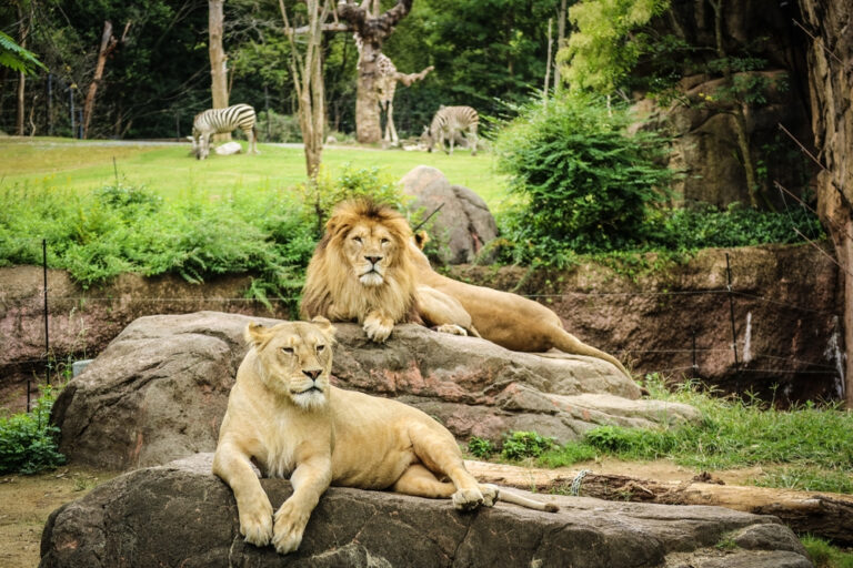 【天王寺動物園】家族でアイドル動物や希少動物たちに会いに行こう!( 大阪市天王寺区 ) | 大阪観光ブログ
